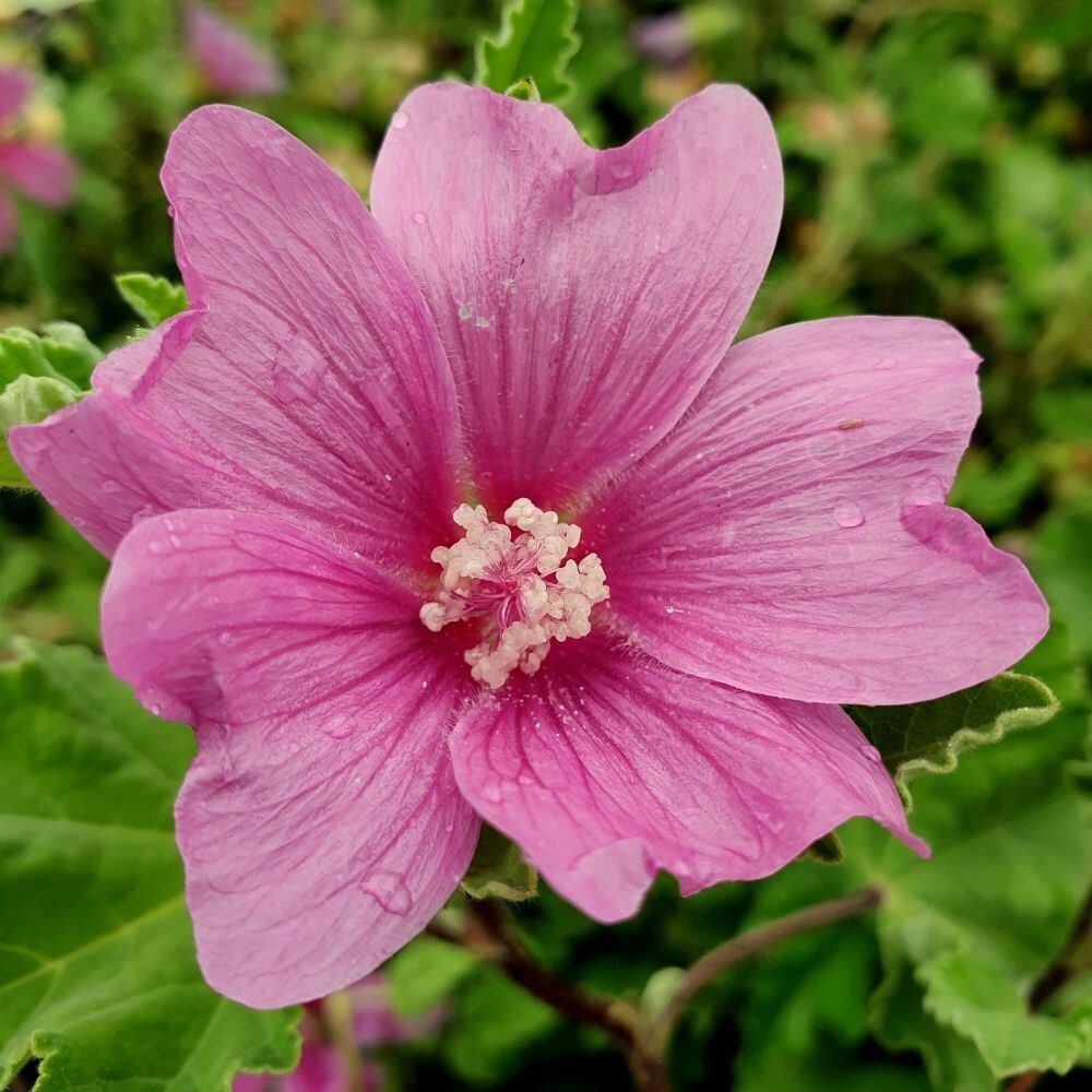Lavatera 'Burgundy Wine' Mallow Garden Shrub Available Now! Lavatera 'Burgundy Wine' Mallow Garden Shrub Available Now!